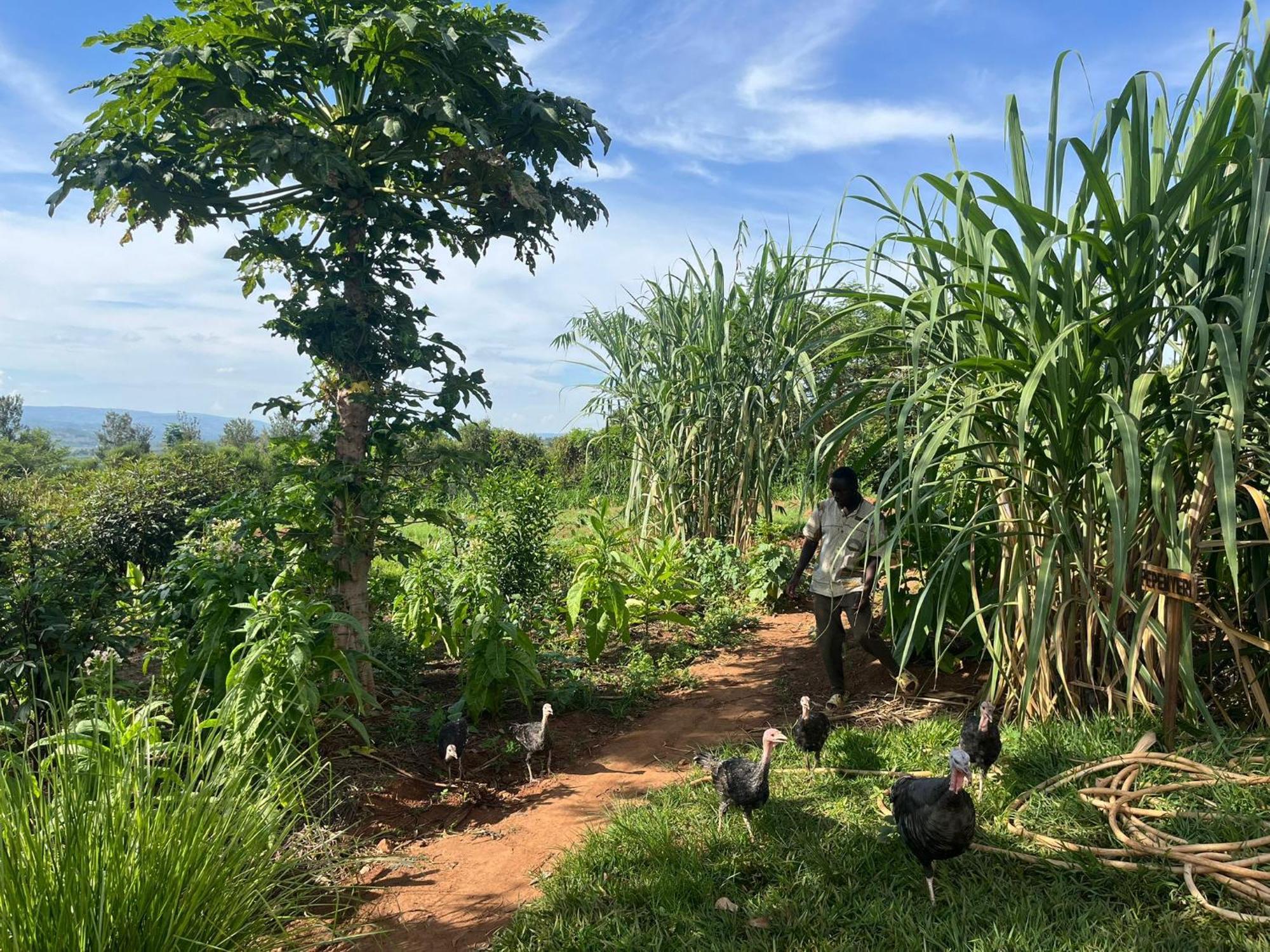 Rwinkwavu Rutete Eco Lodge מראה חיצוני תמונה